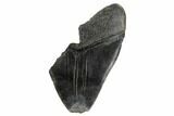 Partial Megalodon Tooth - Serrated Blade #180885-1
